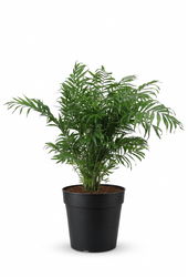 Chamaedorea Elegans P21