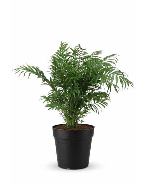 Chamaedorea Elegans P21