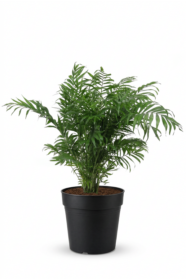 Chamaedorea Elegans P21