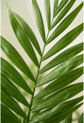 Chamaedorea Elegans P21