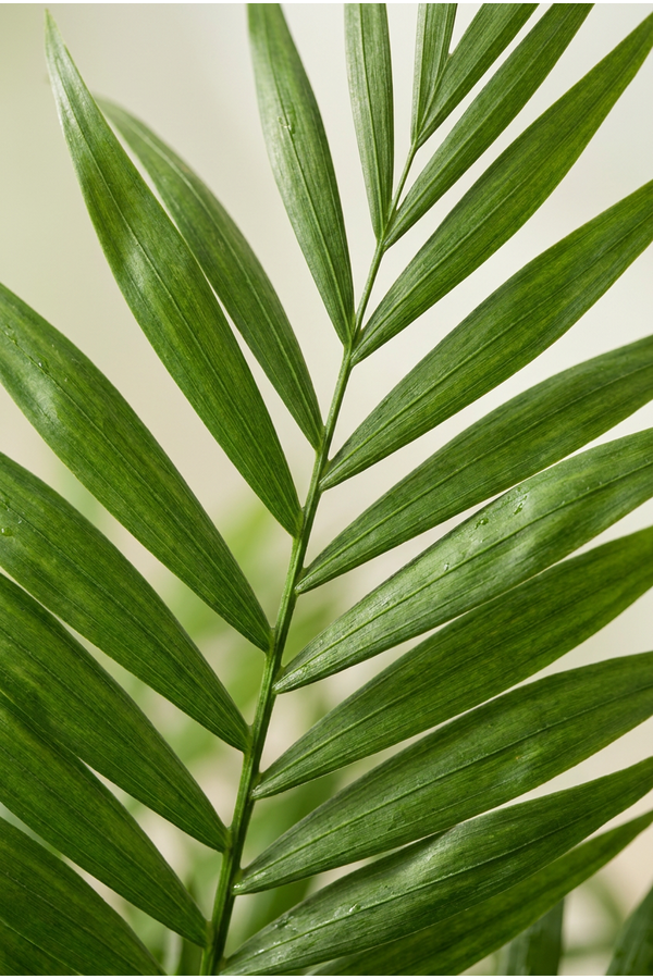 Chamaedorea Elegans P21