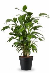 Caryota Mitis P21