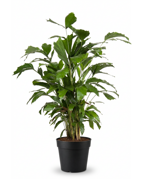 Caryota Mitis P21