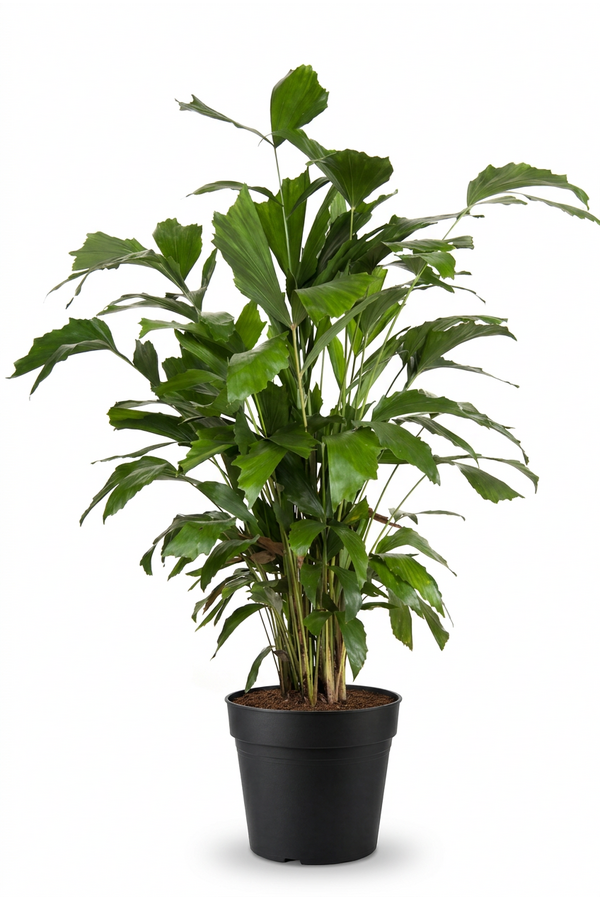 Caryota Mitis P21