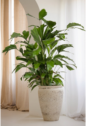 Caryota Mitis P21