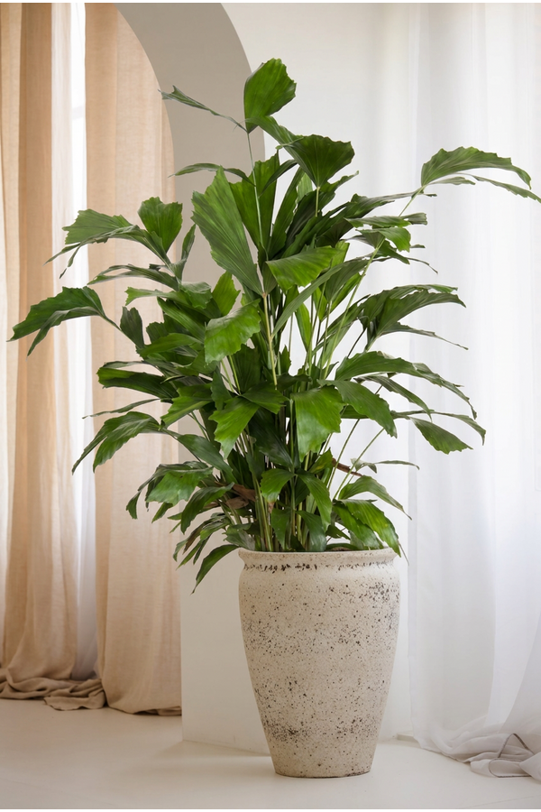 Caryota Mitis P21