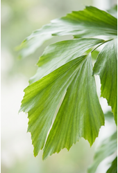 Caryota Mitis P21