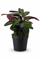 Calathea Warscewiczii