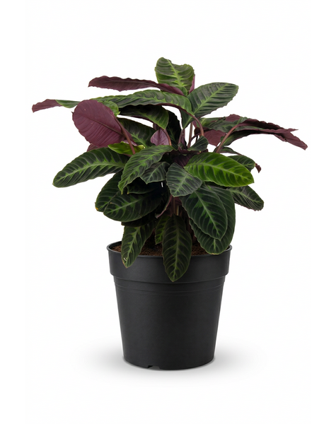 Calathea Warscewiczii