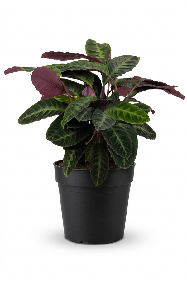 Calathea Warscewiczii