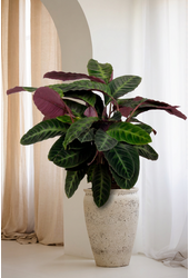 Calathea Warscewiczii