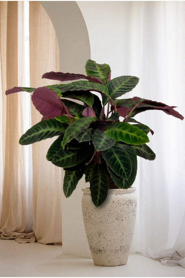 Calathea Warscewiczii