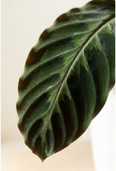 Calathea Warscewiczii