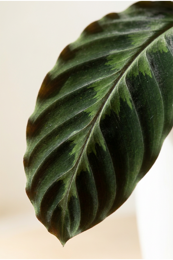 Calathea Warscewiczii
