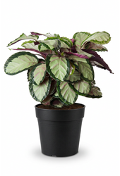 Calathea Silvia
