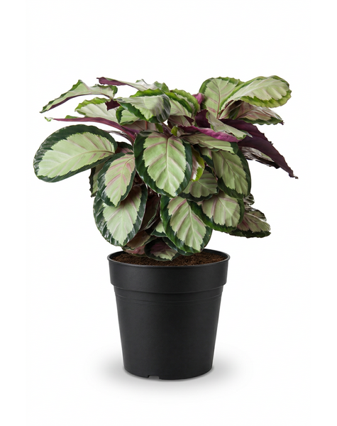 Calathea Silvia