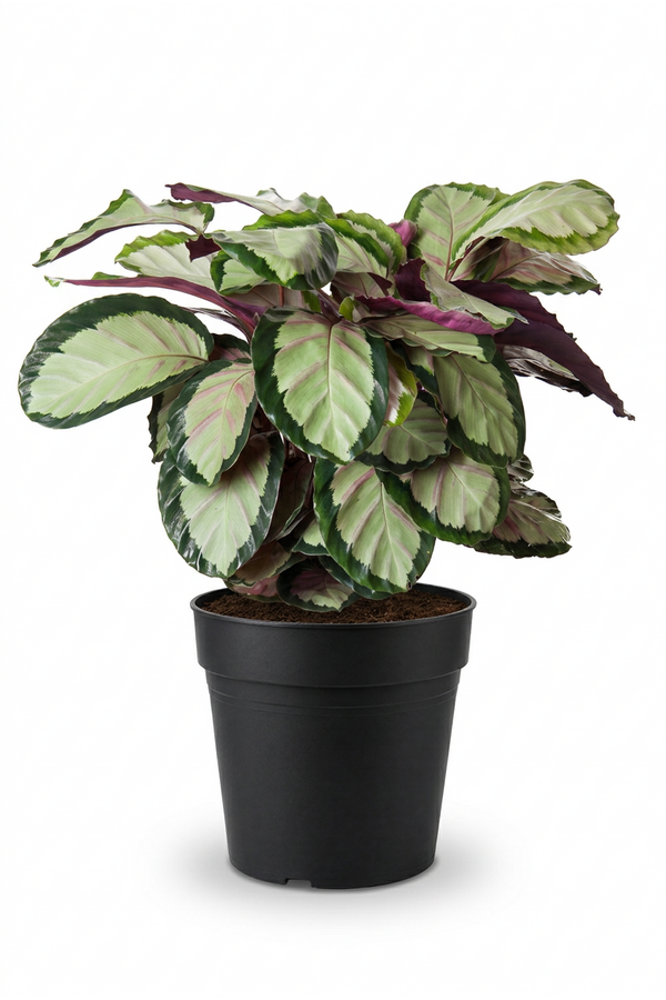 Calathea Silvia