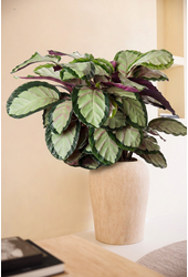 Calathea Silvia