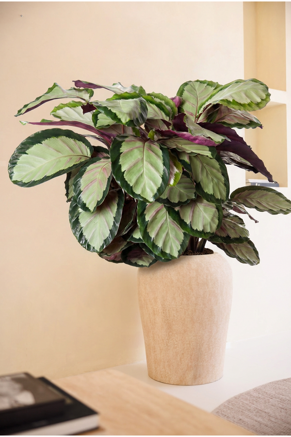 Calathea Silvia