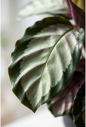 Calathea Silvia