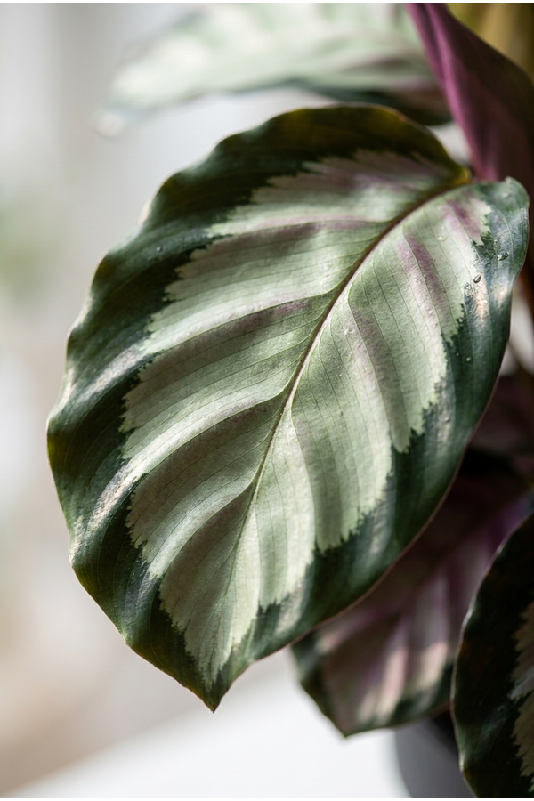 Calathea Silvia