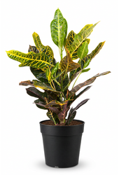 Codiaeum Excellent 1PP P19