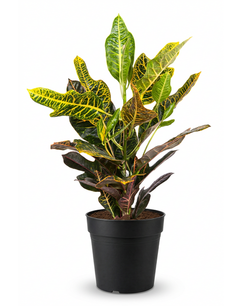 Codiaeum Excellent 1PP P19