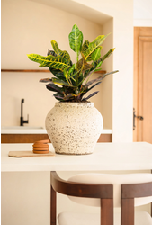 Codiaeum Excellent 1PP P19