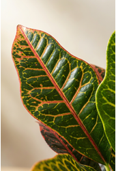 Codiaeum Excellent 1PP P19