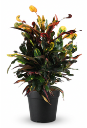 Codiaeum Mammi vertakt P19