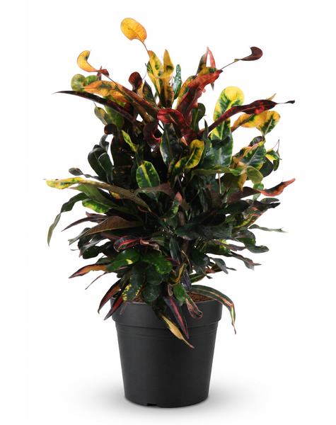 Codiaeum Mammi vertakt P19