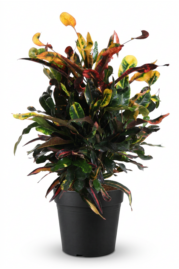 Codiaeum Mammi vertakt P19