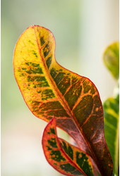 Codiaeum Mammi vertakt P19