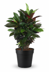 Codiaeum Mrs Iceton vertakt P21 (groen)