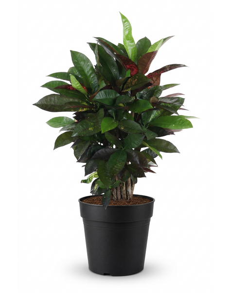 Codiaeum Mrs Iceton vertakt P21 (groen)