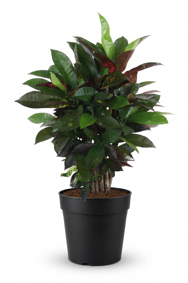 Codiaeum Mrs Iceton vertakt P21 (groen)