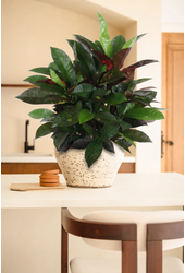 Codiaeum Mrs Iceton vertakt P21 (groen)