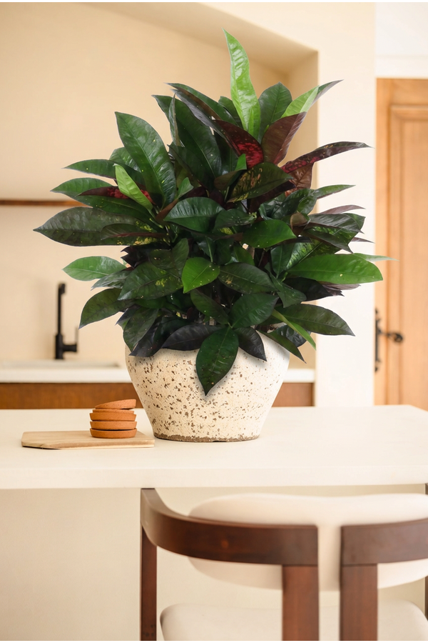 Codiaeum Mrs Iceton vertakt P21 (groen)