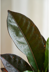 Codiaeum Mrs Iceton vertakt P21 (groen)