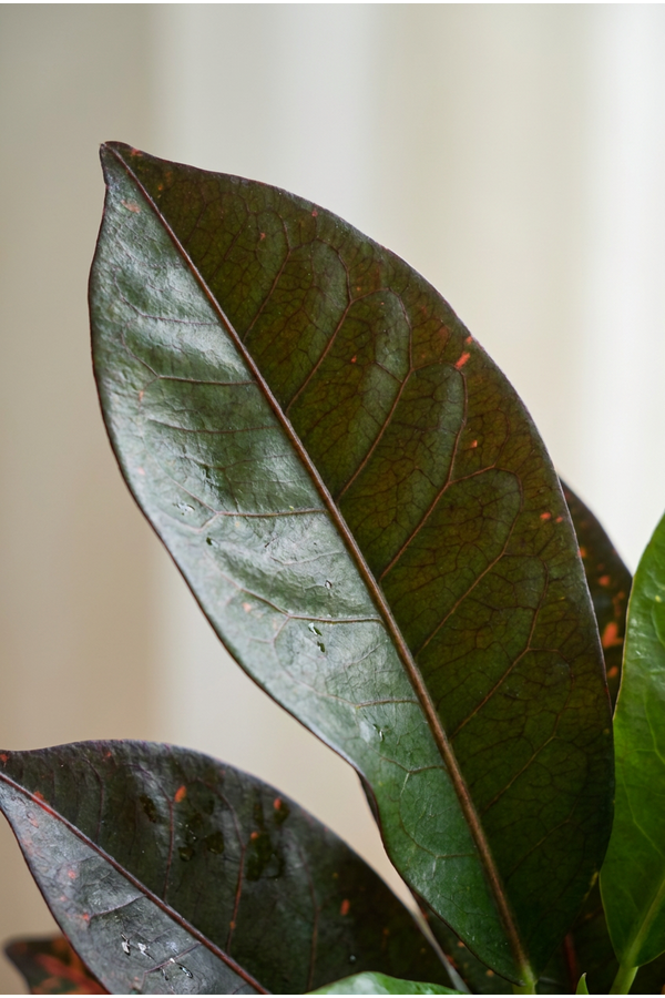 Codiaeum Mrs Iceton vertakt P21 (groen)