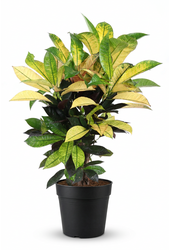 Codiaeum Mrs Iceton vertakt P21