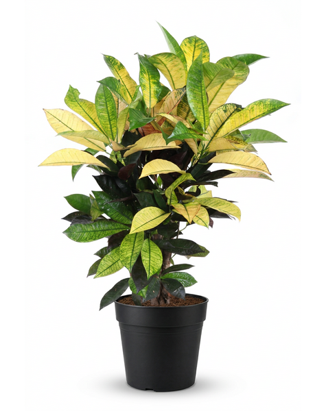 Codiaeum Mrs Iceton vertakt P21