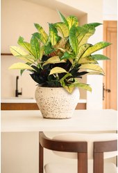 Codiaeum Mrs Iceton vertakt P21