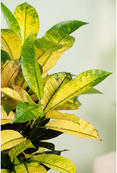 Codiaeum Mrs Iceton vertakt P21