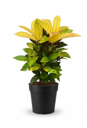 Codiaeum Mrs Iceton vertakt P19