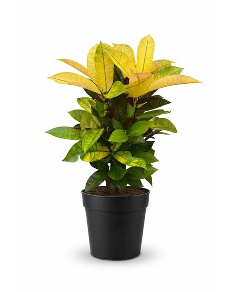 Codiaeum Mrs Iceton vertakt P19