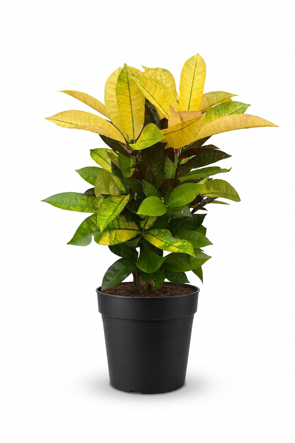 Codiaeum Mrs Iceton vertakt P19