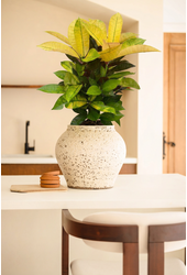 Codiaeum Mrs Iceton vertakt P19