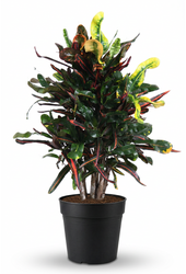 Codiaeum Mammi vertakt P24