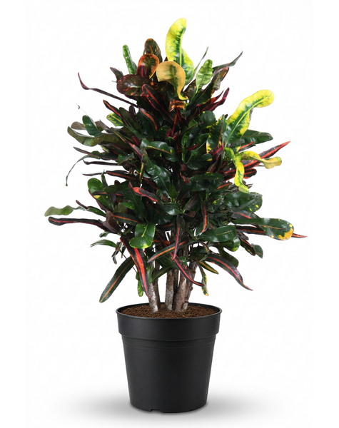 Codiaeum Mammi vertakt P24